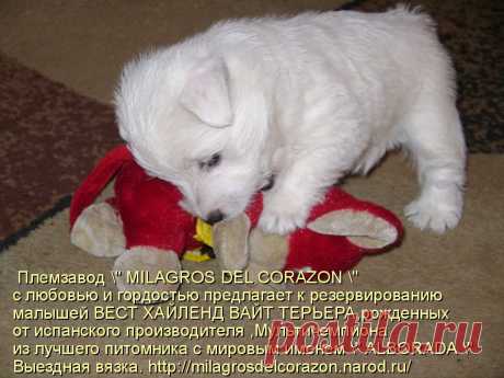 Племзавод &quot; MILAGROS DEL CORAZON &quot; c любовью и гордостью предлагает к резервированию малышей ВЕСТ ХАЙЛЕНД ВАЙТ ТЕРЬЕРА - 1 мальчика и 3 девочек ,рожденных от испанского производителя ,Мультичемпиона из лучшего питомника с мировым именем &quot; ALBORADA&quot;