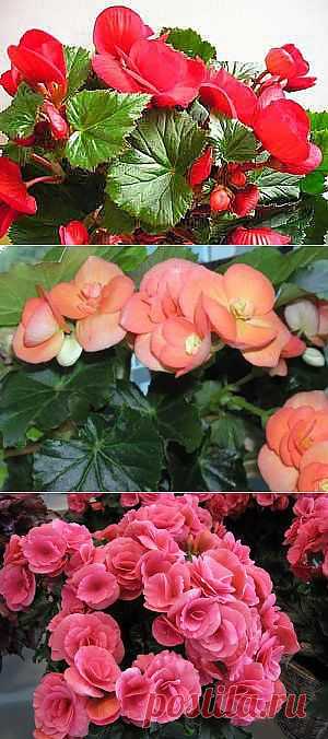 - Комнатная бегония