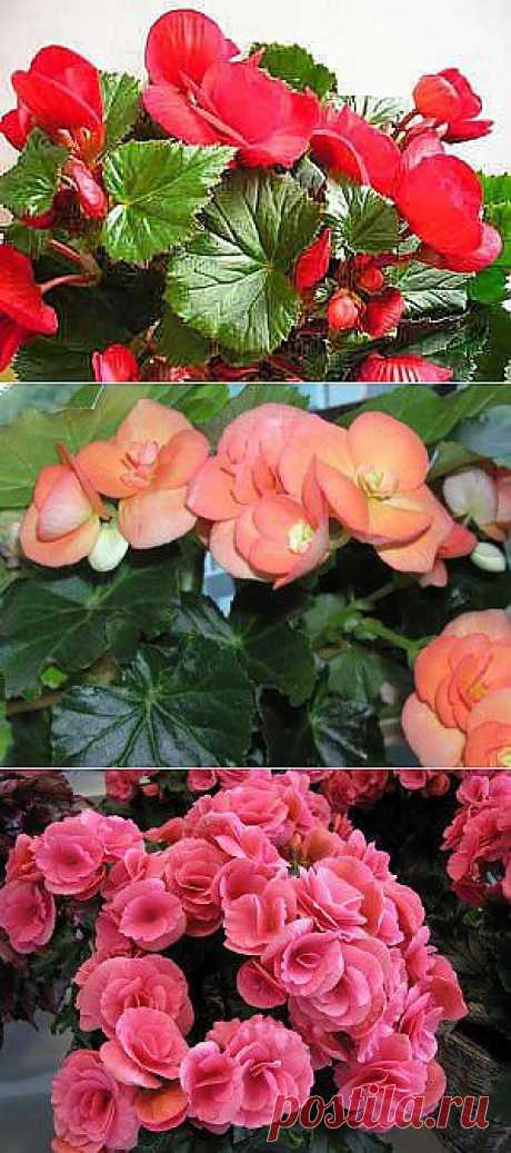 - Комнатная бегония