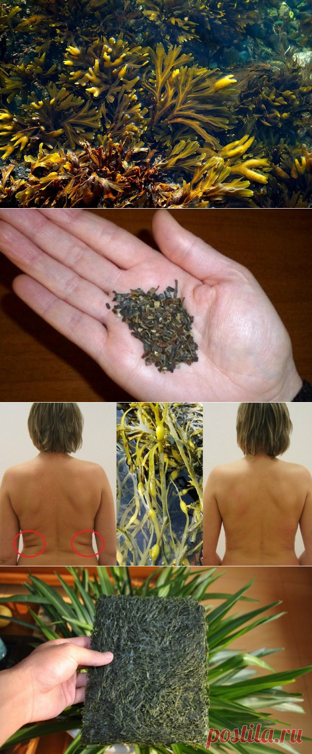 Складки на спине? Жир на животе? Есть средство, которое поможет за 7 дней!

Фукус — род бурых водорослей, которые из-за особенностей среды произрастания могут похвастаться уникальным набором макро и микроэлементов, витаминов и минералов.