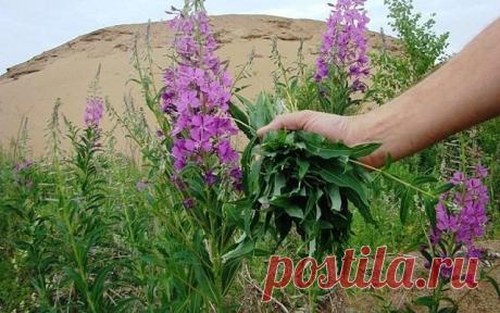 ЗАГОТОВКА ИВАН - ЧАЯ. Личный опыт из поселения.

Где-то прочитал информацию, что в 19 веке Копорский чай или Иван-чай поставлялся русскими купцами на экспорт в Европу в огромных количествах и очень высоко в Европе ценился. Да и наши пра-прадедушки и прабабушки сидя за столом с самоваром, наверняка пили не черный индийский, а этот замечательный, исконно русский чай. Захотелось возродить традицию приготовления Копорского чая, и вот, решив попробовать приготовить чай своими р...