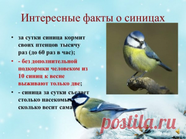 Синичкин день — праздник доброго сердца! Народ верил: если сегодня позовёшь синицу к окну, она принесёт счастье и достаток. Пусть этот день наполнит дом уютом, а душу — радостью и вдохновением.
Открытки на Синичкин день