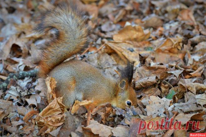 Фото: Белка. Фотограф Константин Анисимов. Фото животных - Фотосайт Rasfokus.ru