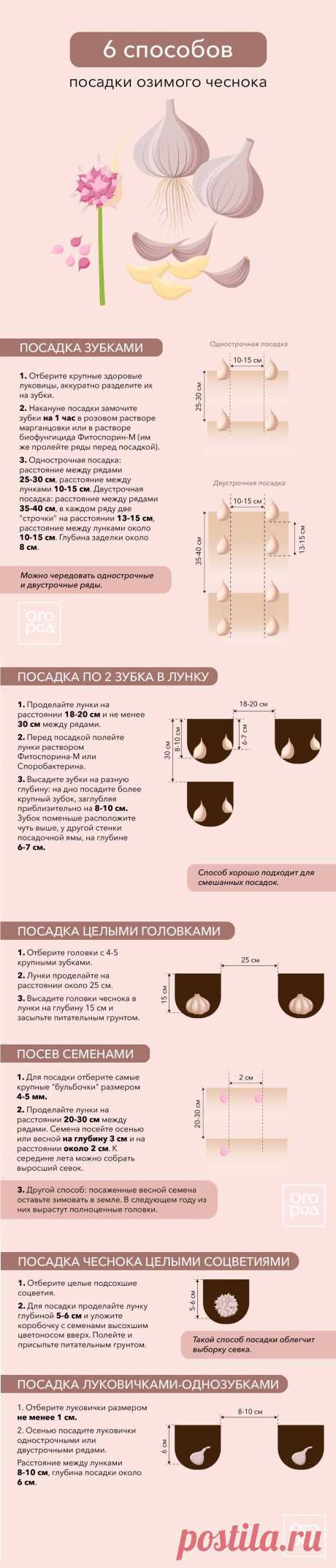 6 способов посадки озимого чеснока