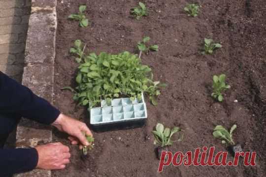 Выращивание рассады: виды и подготовка почвенных смесей, высаживание рассады, сроки и уход
