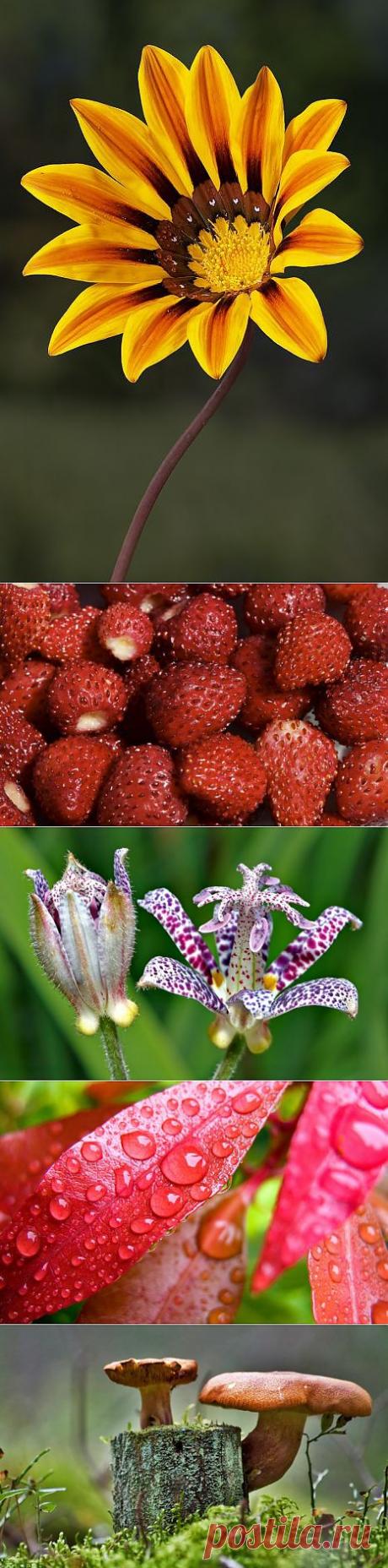 Красота в макрофотографиях.