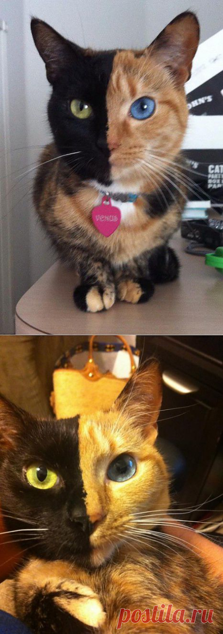 Удивительная двуликая кошка Венера.