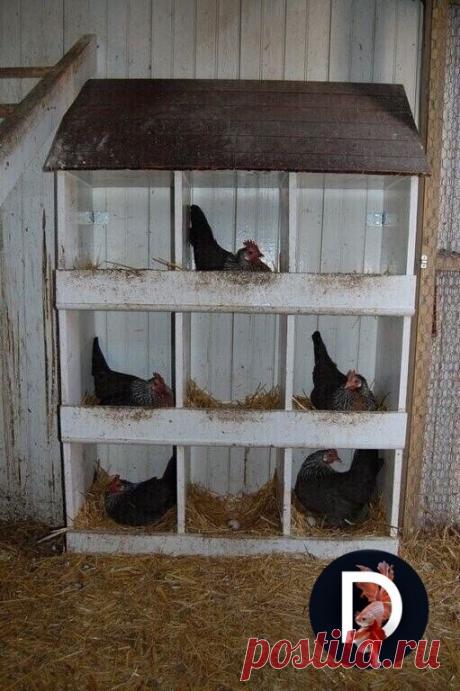 Полезные идеи для тех, кто держит домашнюю птицу на участке.