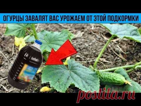 От этой подкормки ОГУРЦЫ завалят вас урожаем Как получить ранний урожай хрустящих ЗЕЛЕНЦОВ - YouTube