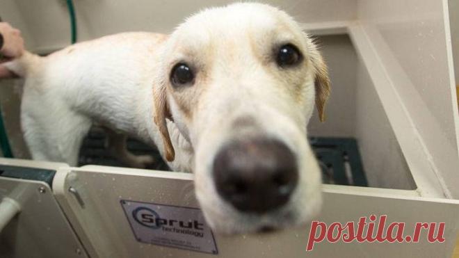 Пес-воришка устроил пожар - В американском Саутвике (штат Массачусетс) золотистый ретривер случайно устроил пожар. Пес воровал блинчики, которые хозяева оставили рядом с плитой. Об этом сообщает Bay News 9.