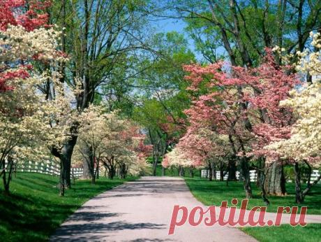 Весенние красочные обои на рабочий стол