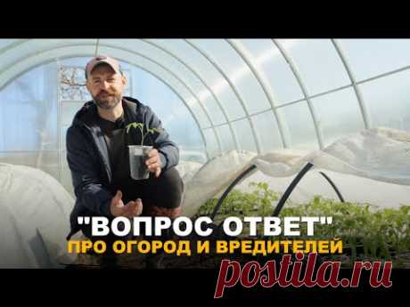 РУБРИКА "ВОПРОС-ОТВЕТ": Отвечаю на  вопросы о голубике, теплице, вредителях и болезнях в огороде.