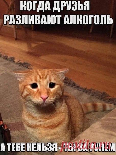 Фото приколы (105 фото) - Фото приколы - поднятия настроения картинок угарных подборка