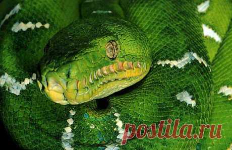 Emerald tree boa (Corallus caninus), northeast Ecuador.