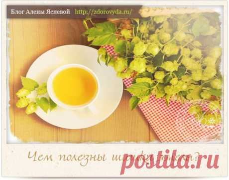 Полезные свойства шишек хмеля или любимое лекарство великого Парацельса