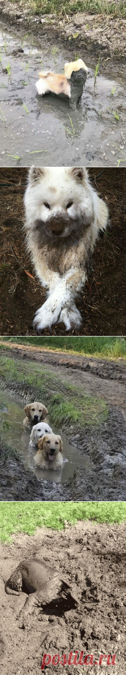 30 собак, чьи хозяева сильно пожалели, что отстегнули поводок