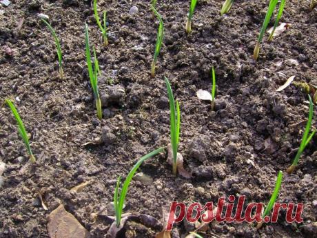 Подготовка почвы под чеснок осенью, какие удобрения использовать