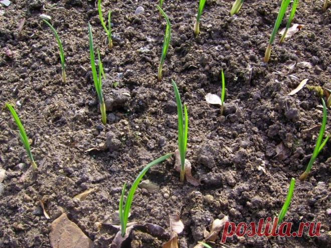 Подготовка почвы под чеснок осенью, какие удобрения использовать