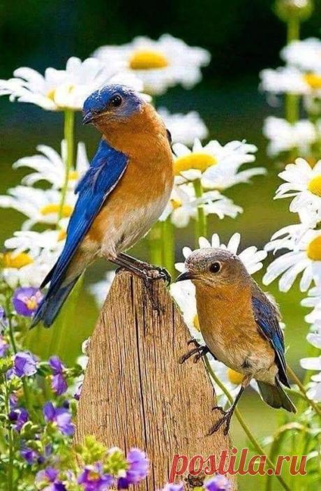 (14) Pinterest
