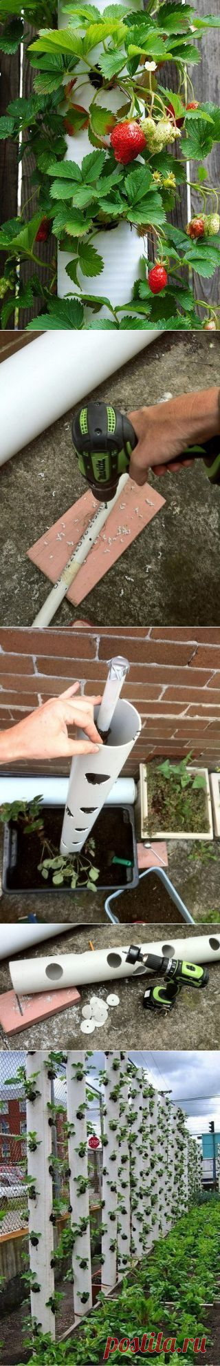 Решила поделиться, может кому пригодится / Сад и огород / PassionForum - мастер-классы по рукоделию