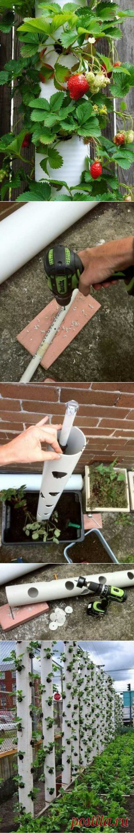 Решила поделиться, может кому пригодится / Сад и огород / PassionForum - мастер-классы по рукоделию