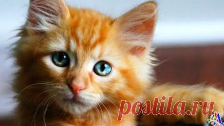 ПЁС 4.23 «Нельзя, чтобы все знали, что ты говоришь» - Лёха секретничал с Рыжиком на коленях