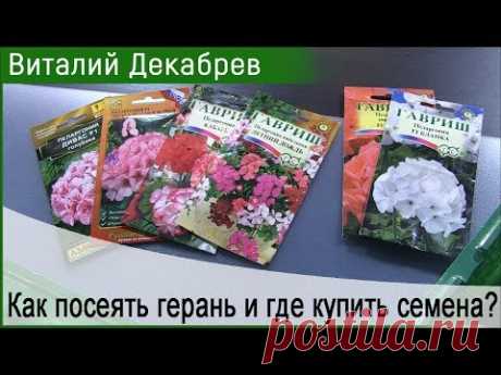 Как посеять герань и где купить семена?