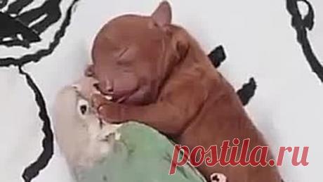 Боже, какая прелесть 😘. Я смотрела и плакала 😂от умиления 👍❤️.