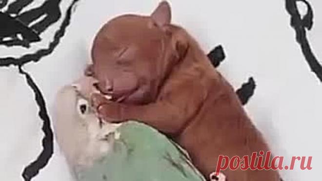 Боже, какая прелесть 😘. Я смотрела и плакала 😂от умиления 👍❤️.