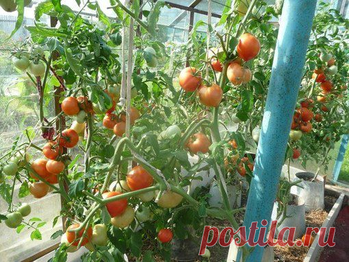 Выращивание томатов в ведрах - Технологии возделывания с-х культур - Всё для сада и огорода - Каталог статей - Всё для жизни