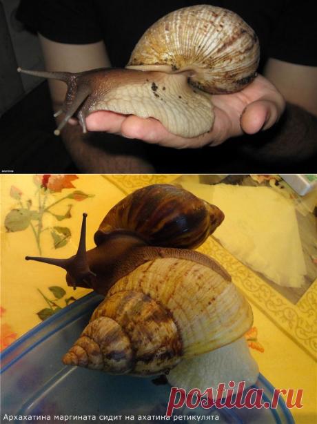 Ахатины, гигантские сухопутные улитки - Наши террариумы, палюдариумы и прочие - Аквариумистика в Узбекистане