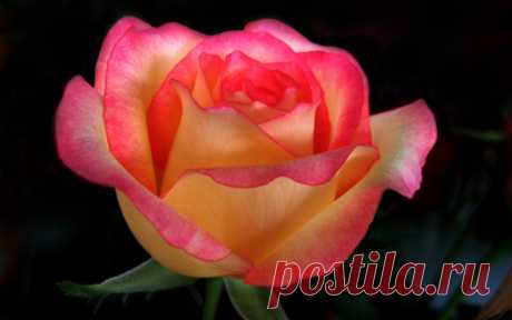 Beautiful-Color-roses-18577531-1280-800.jpg (1280×800)