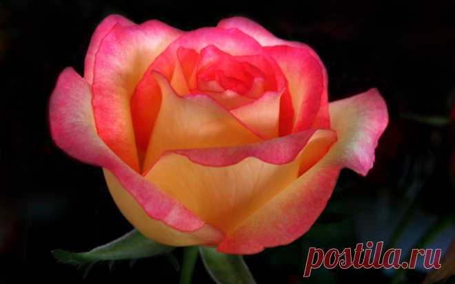 Beautiful-Color-roses-18577531-1280-800.jpg (1280×800)