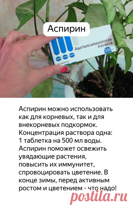 Мои ТОП-5 полезных подкормок для комнатных растений в зимний период | садоёж | Яндекс Дзен