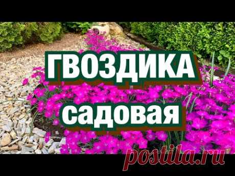 Гвоздика садовая. Привожу в порядок гвоздику( перистая, альпийская, сизая)