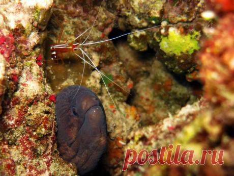 Муренка была небольшая и постоянно трясла головой, ручек-то нет, а креветка сидела на мосе, закрыв бедолаге весь обзор...