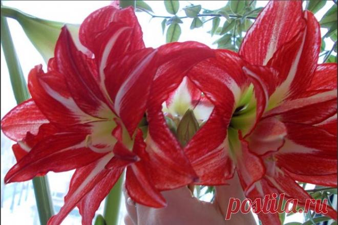 Все комнатные растения с красными цветами