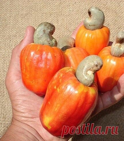 КЕШЬЮ. ------------ Ке́шью — дерево, плод которого является распространённым продуктом питания; вид рода Анакардиум (лат. Anacardium occidentale), семейства Сумаховые. Кешью легко поддаётся культурному возделыванию, чем успешно пользовались индейцы племени тикуна, проживающие на территории современной Бразилии. На языке тикуна кешью называется acaju (что означает «жёлтый плод), именно от него произошло португальское название caju, от которого в свою очередь сформировалось популярное название —…