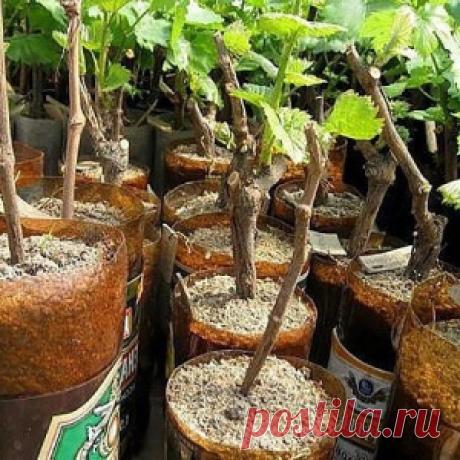 На третий год урожай