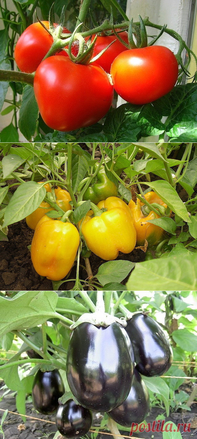 КУЧА ПОЛЕЗНЫХ СОВЕТОВ