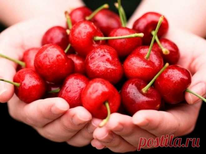 ЧЕРЕШНЯ ДЛЯ СРЕДНЕЙ ПОЛОСЫ - Садоводка