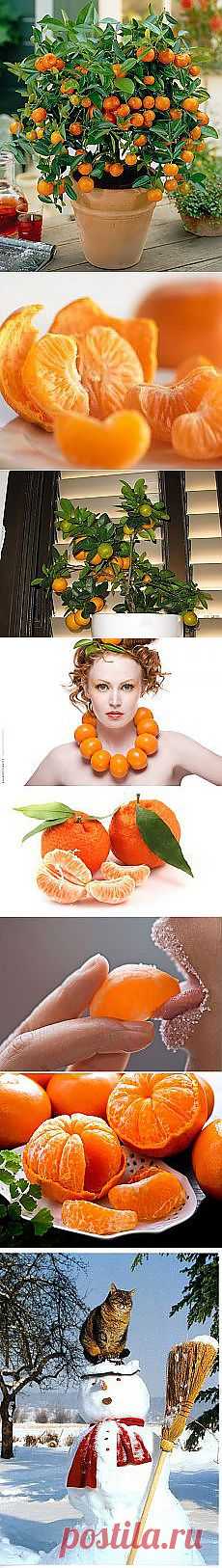 Мандарины, коты и первый снег. Кусочек Постилы к чаю - dmitriy3-75-99@mail.ru - Почта Mail.Ru