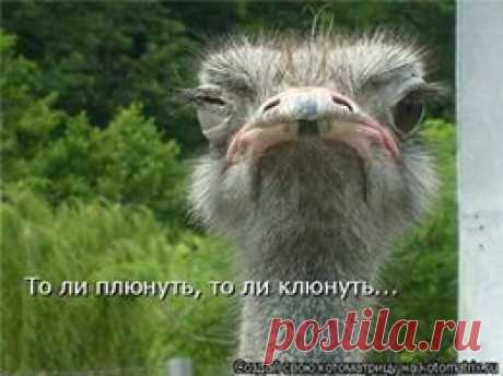 (2) Юмор каждый день