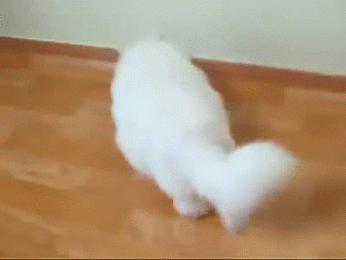 LOL KOTY – Сообщество – Google+