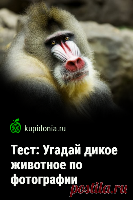 Тест: Угадай дикое животное по фотографии. Предлагаем вашему вниманию интересный тест о диких животных с фотографиями и небольшими подсказками.