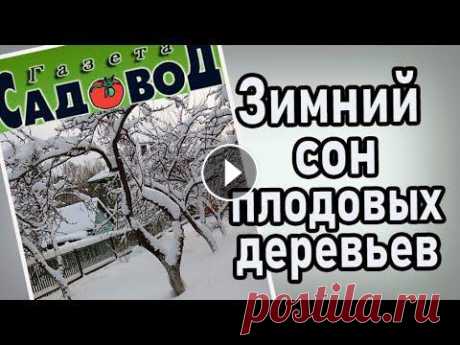 Зимний сон плодовых деревьев Почему плодовые деревья могут хорошо перезимовать в холодную зиму, а в теплую замерзнуть?...
