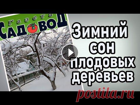 Зимний сон плодовых деревьев Почему плодовые деревья могут хорошо перезимовать в холодную зиму, а в теплую замерзнуть?...