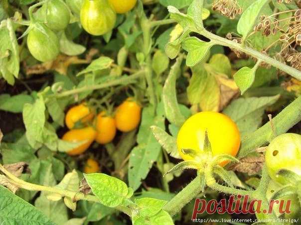 "СУХОЙ ЗАКОН" ДЛЯ ПОМИДОРОВ