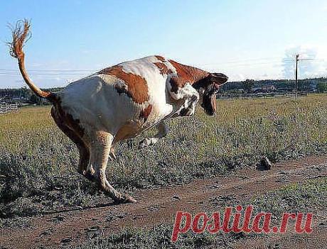Ой-й-й мышь,,,