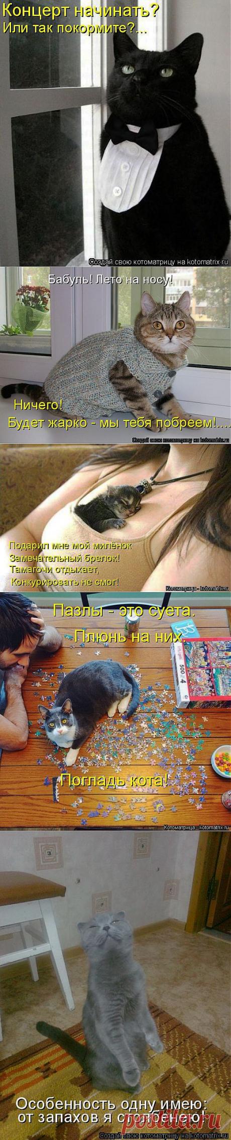 кошки приколы